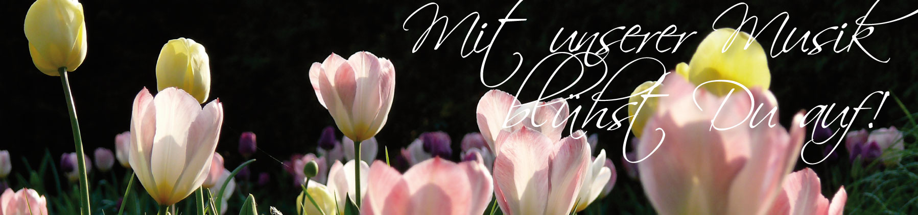 Entdecke unsere Musik & mehr , Viel Spa� beim St�bern auf unserer Homepage